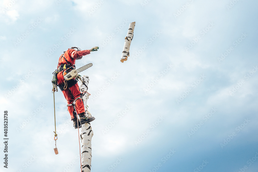 Wall mural Arborist man cutting a branches with chainsaw and throw on a ground. The worker with helmet working at height on the trees. Lumberjack working with chainsaw during a nice sunny day.