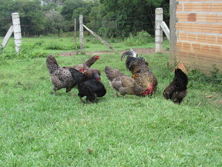 chickens