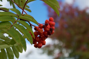 Berries