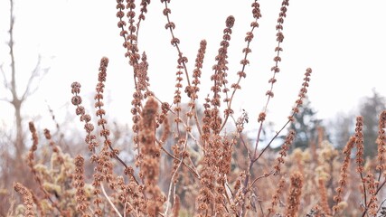 Withered Plants on Frosty Autumn Day