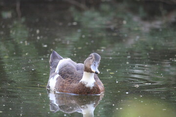 hola pato © Manuel González