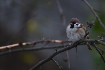 A sparrow sits and freezes in autumn on a branch