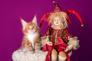A nice red maine coon kitten and an elf at Christmas.