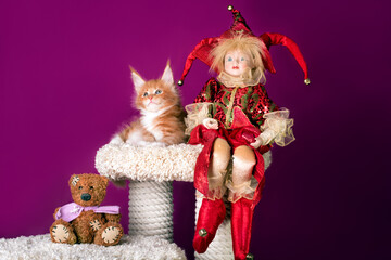 A nice red maine coon kitten and an elf at Christmas.