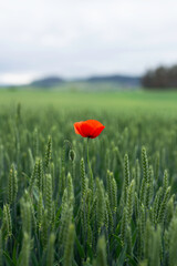 Alone poppy flower in wheat field. A field of poppy flowers