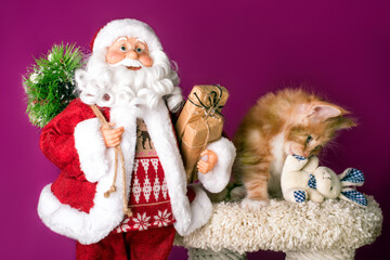A nice red maine coon kitten and Santa Claus at Christmas.