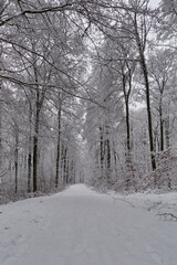 The path leading through the winter snowy forest