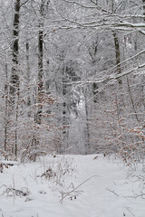 The path leading through the winter snowy forest
