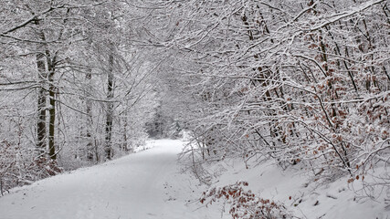 The path leading through the winter snowy forest