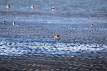 aves en el mar