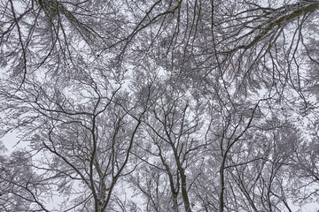Texture of tree crowns in winter snowy forest