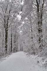 The path leading through the winter snowy forest
