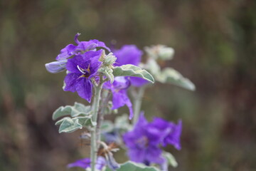 Obraz premium flor azul