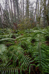 Peabody Creek Trail, Olympic National Park, WA