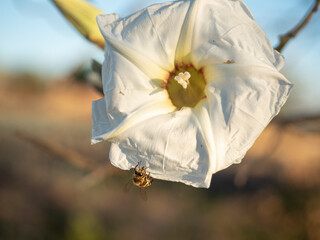 Abeja polinizando una flor blanca con el cielo azul de fondo.