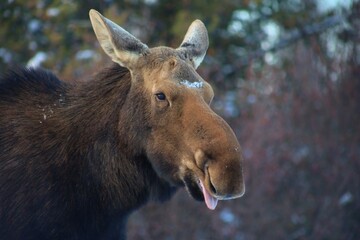 Moose