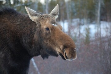Moose