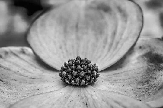 Monochrome close up of dogwood flower