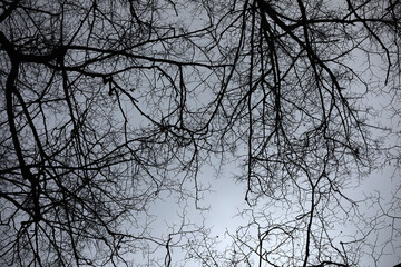 Dark branches from tall trees in winter