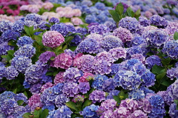 blue and purple flowers in the garden