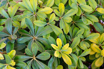 Close up Schefflera green and yellow leaves in sunny day
