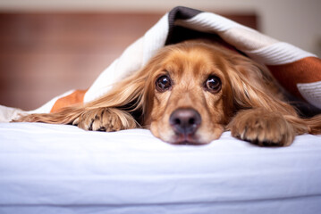 Dog with a blanket