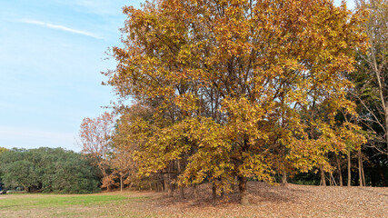 Beautiful autumn landscape in forest park, big colorful trees with falling leaves in sunny day.