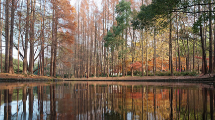 Beautiful autumn landscape in forest park, colorful trees with reflections in water.