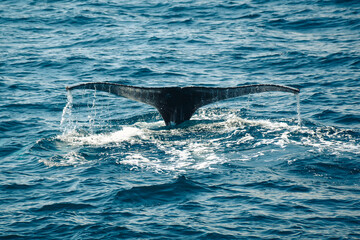 Fototapeta premium whale 