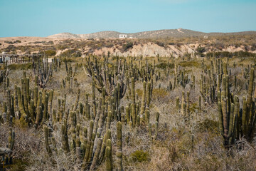 cactus in cabo