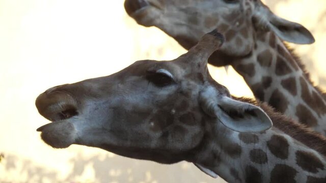 giraffe eating tree leaves slow motion