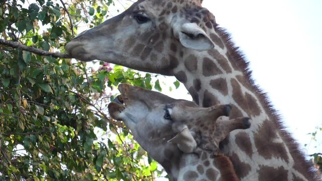 giraffe eating tree leaves slow motion