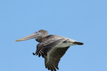 Pelican