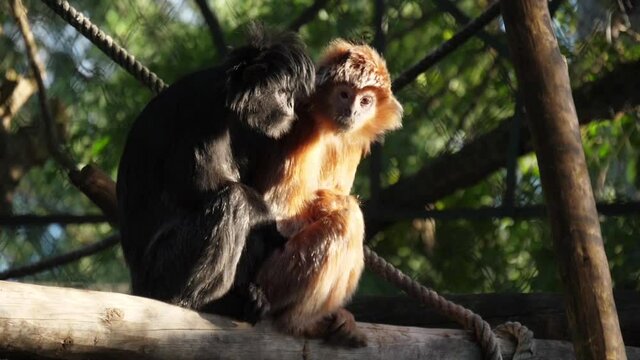 javan langur wildlife slow motion