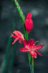 red flower on black background