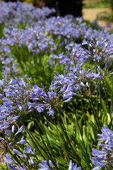 Obraz premium Pathway lined with beautiful purple Agapanthus flowers