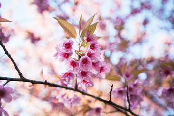 Wild Himalayan Cherry Blooming in Chiang Mai Thailand