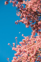 Fototapeta na wymiar Wild Himalayan Cherry Blooming and the moon in Chiang Mai Thailand