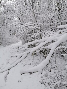 Winterzweige