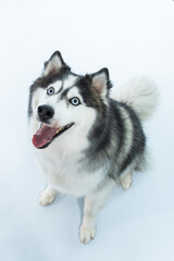 Two Clicks Fotografia - Fotografia Pet