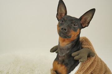 ミニチュアピンシャー　クリスマス　トナカイ衣装室内　写真52