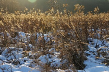 Sucha trawa zimą pod słońce, Ojców, Małopolska, Polska / Dry grass in winter against the sun, Ojców, Małopolska, Poland