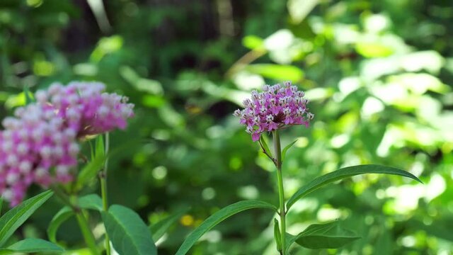 A wasp or yellow jacket forages the nectar of a pink and white flower. Beautiful hand held clip with shallow depth of focus and green vegetation in background, with zoom in.