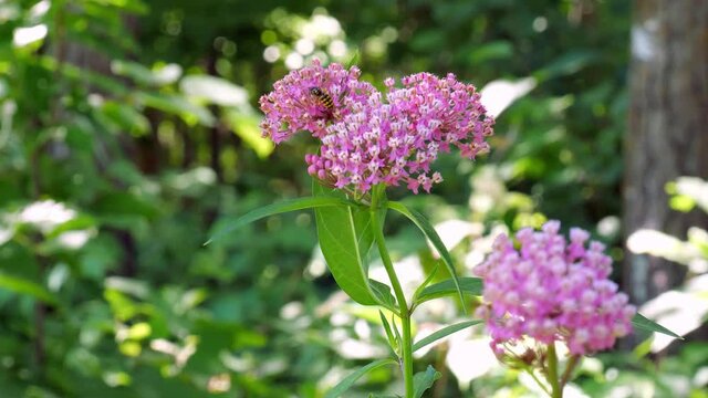 A wasp or yellow jacket forages the nectar as it pollinates a pink and white flower. Beautiful closeup hand held clip with shallow depth of focus and green vegetation in background, with zoom in.