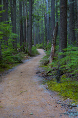 Path In The Woods