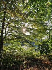 Fototapeta premium Parkteich bei Gegenlicht