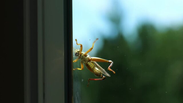 A grasshopper struggles to maintain its grip on a pane of window glass in this hand held clip showing the underbelly of the insect.