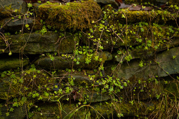 moss on the stone