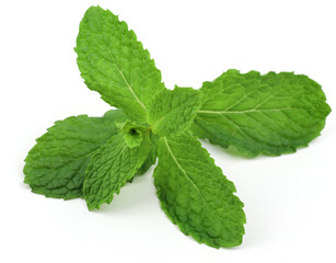 Mint leaves on a white background