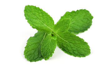 Mint leaves on a white background